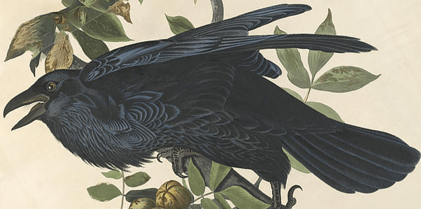 What animal am I ? (Writing prompt)